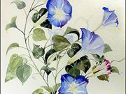 A09COMMENDED Lynne Mallard - Morning Glory.