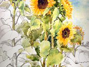 A10Commended, Allotment Sunflowers - Juliet Jones