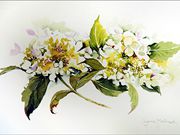 A10Commended, White Hydrangea - Lynne Mallard
