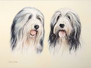 A12COMMENDED - 'Bearded Collies' by Chris Miller