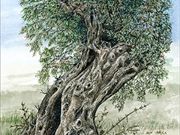 a17GEORGE CALEY AWARD (runner-up) 'Ancient  Olive Tree' by Mike Harrison