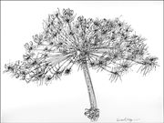S12BASIL MORRISON (W) 'Giant Hogweed' by Viven Edge