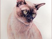 S12COMMENDED - 'Burmese Cat' by Chris Miller