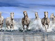 S13SPRING ASA AWARD 'Camargue Horses, Provence' by Mike Harrison
