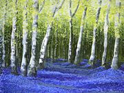S14COMMENDED 'Blue Bell Wood' by Lorriane Bassant