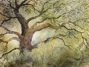 S16COMMENDED - 'Ancient Oak, Lyme Park' by Doreen Dutton