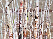 S16OONA LOWSBY TROPHY (W) - 'Silver Birches' by Veronica McDermott