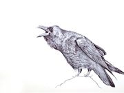 S17BASIL MORRISON ROSEBOWL (runner-up). 'Bic Biro Bird #2' by Inari Johnson