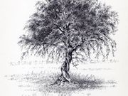 S17BASIL MORRISON ROSEBOWL (winner) 'Olive Tree, Vlore, Albania' by Mike Harrison