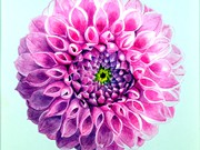 s22EIEWEN ROPER AWARD ( runner-up) 'Pink Dahlia; by Jane Hawnaur