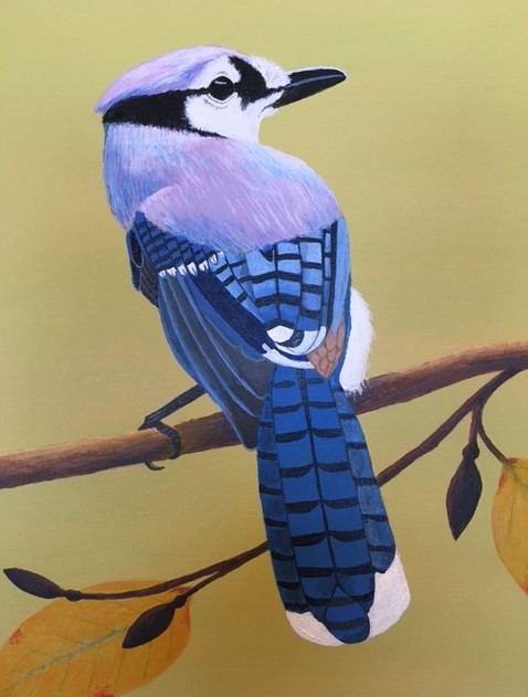 blue jay