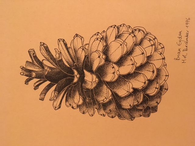 pine cone