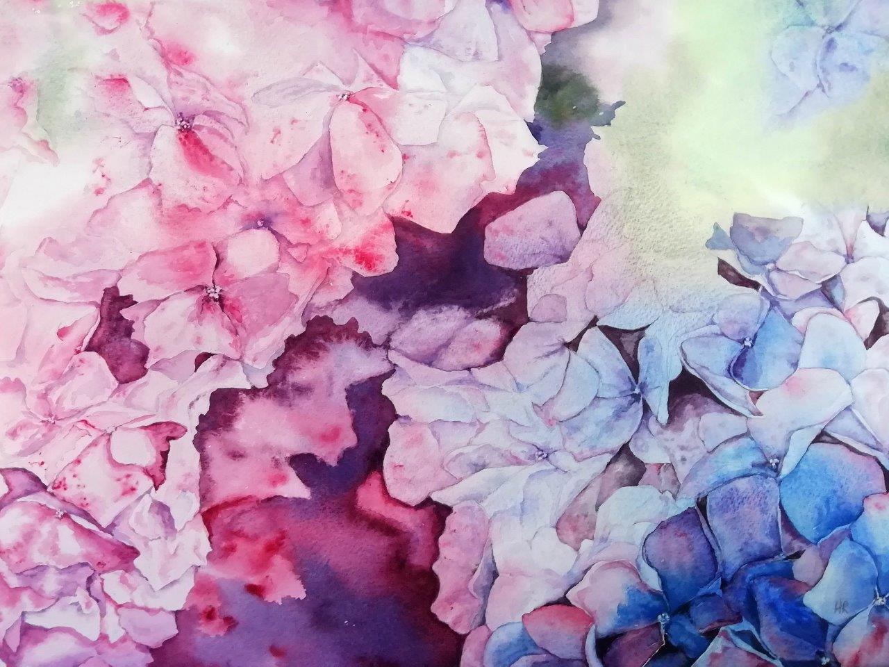 Hydrangeas
