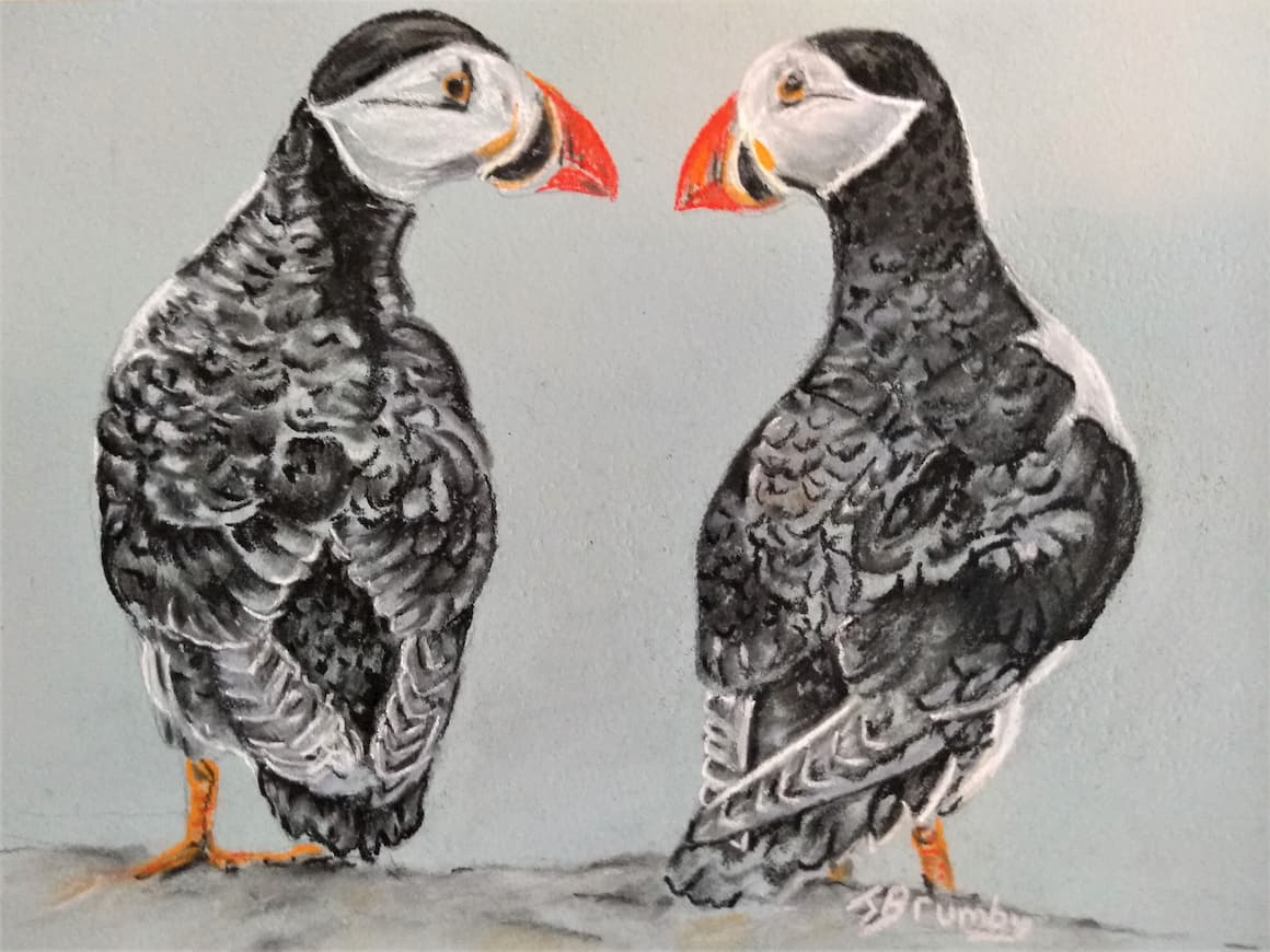 Puffins
