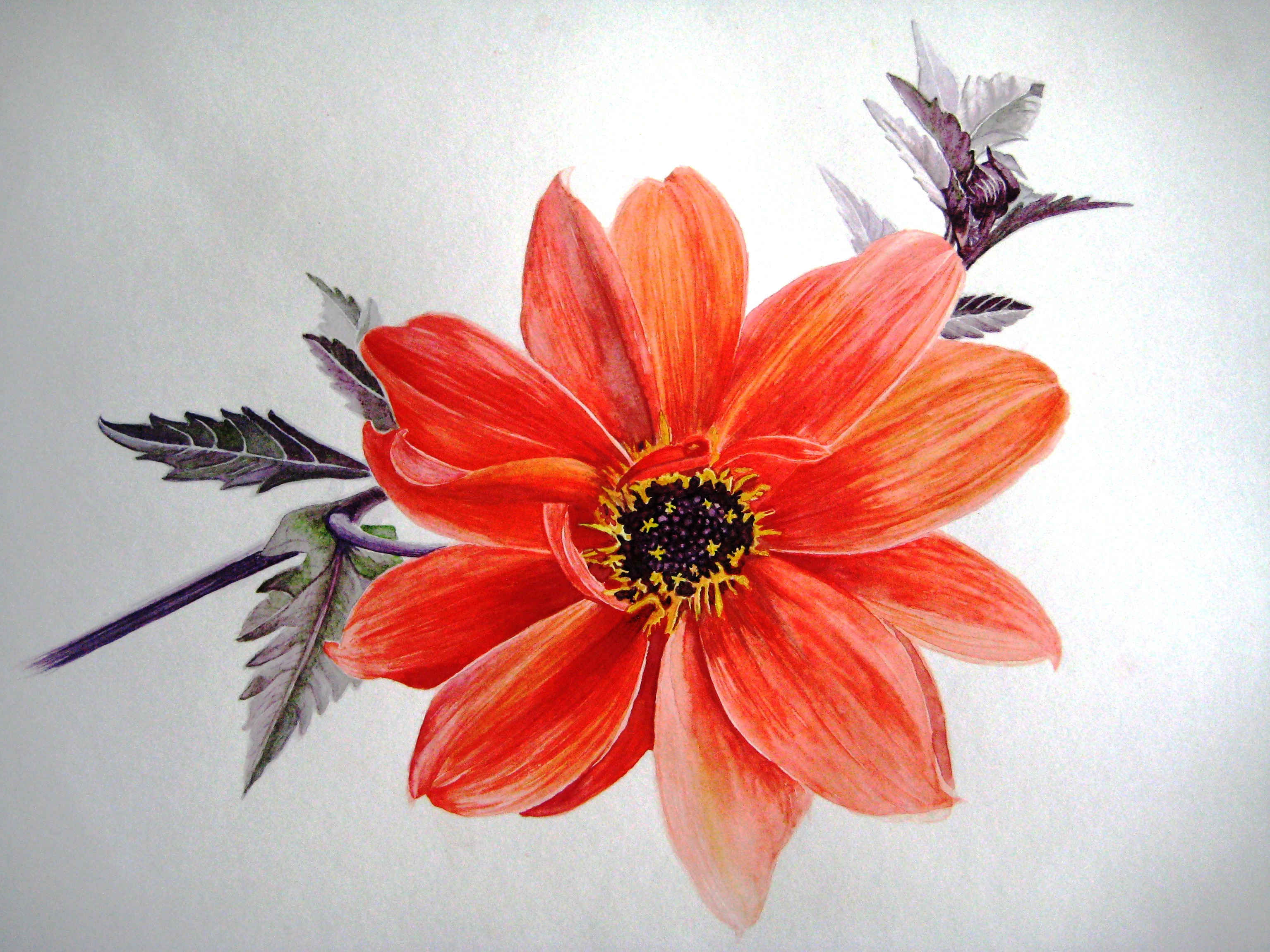 Dahlia study