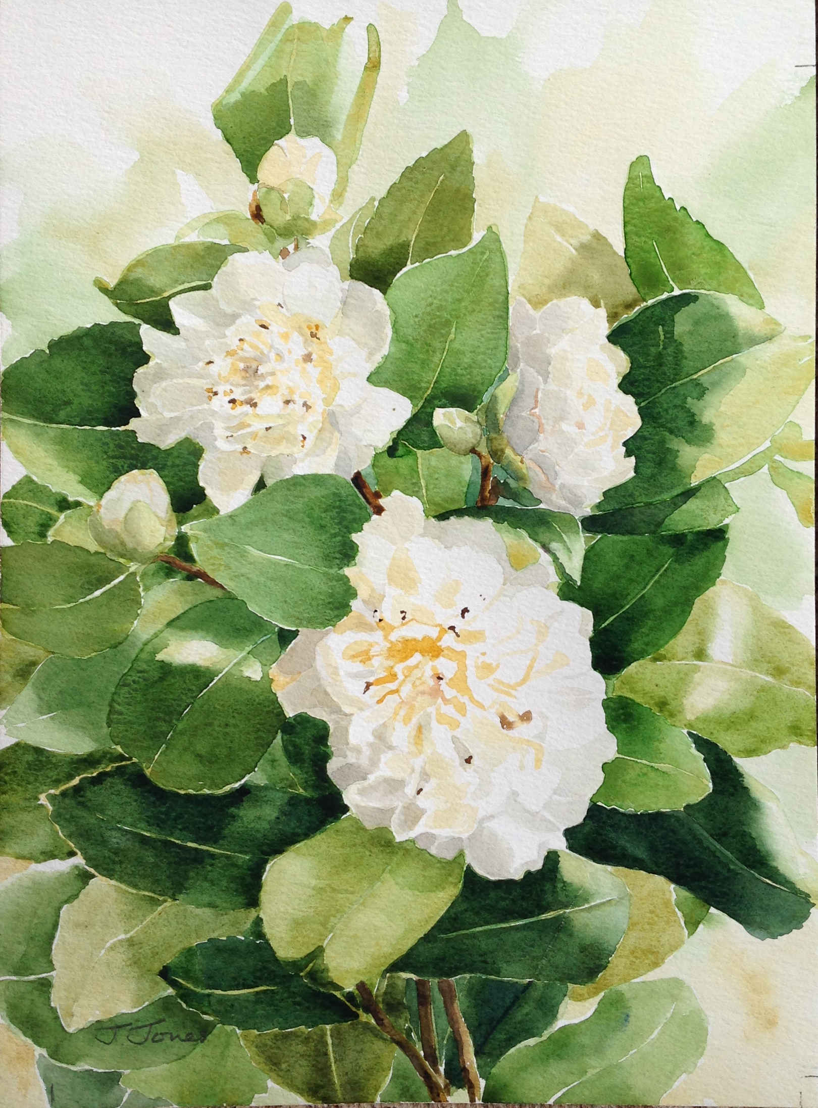 White Camellia