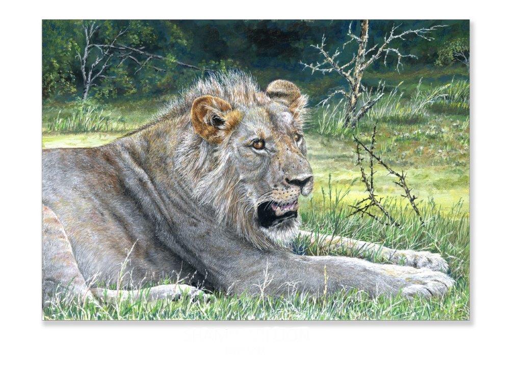 Shamwari Lion, South Africa