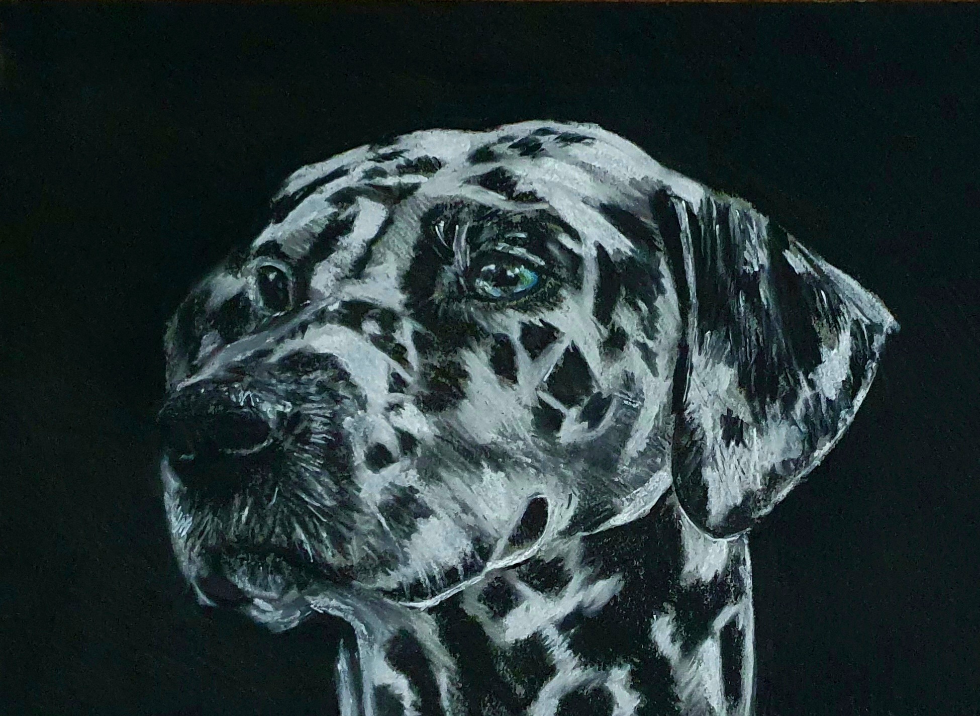 Dalmation