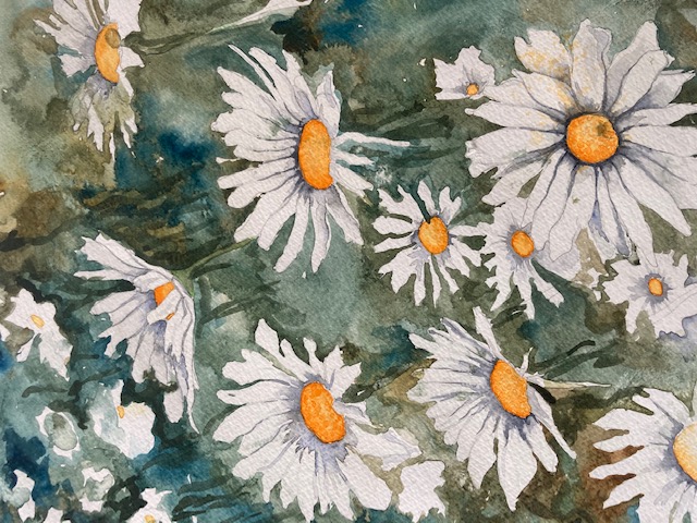 Shasta Daisies
